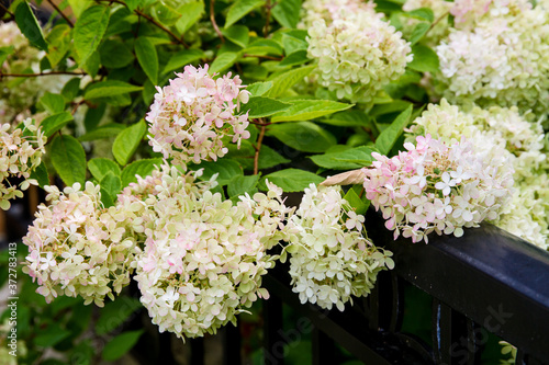 Beautiful hydrangea arborescens growing over a black iron fence; White and pale pink hydrangea blossoms leaning over a fence