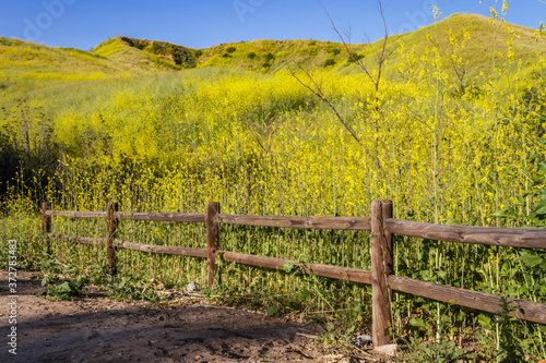 A fence and hill covered in flowers at Chino Hills State Park, California