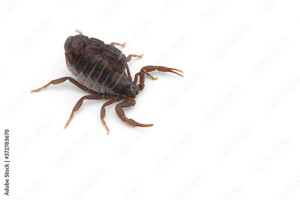Yellow deadly dangerous scorpion top view isolated on white background Yellow deadly dangerous scorpion top view isolated on white background