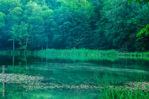 green lake in the forest