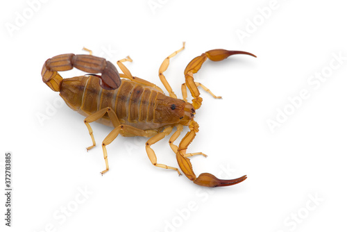 Yellow deadly dangerous scorpion top view isolated on white background