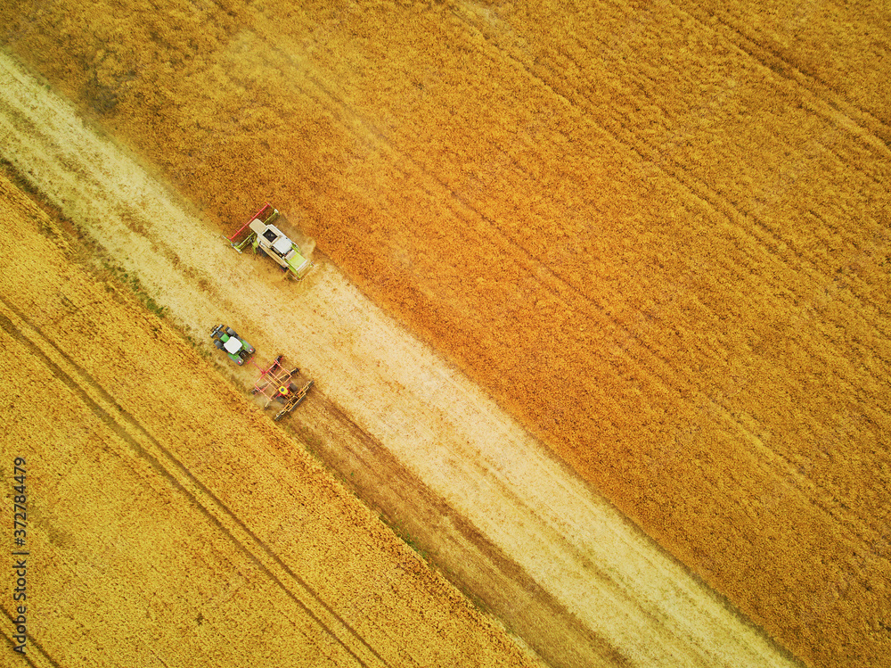 Harvesting of wheat in summer Harvesting of wheat in summer