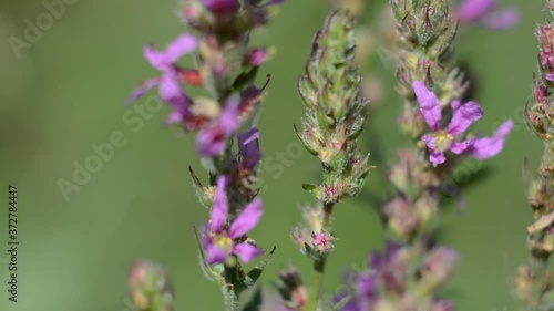 Bumblebee collects nectar from purple purple lythrum forest flowers  (lythrum salicaria) flowers