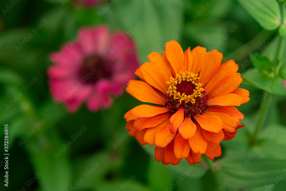 Flowers zinnia elegans. Color nature background. Flowers zinnia elegans. Color nature background.
