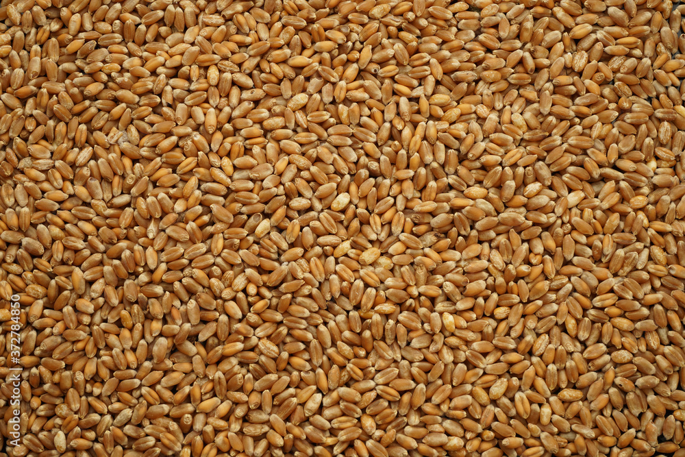 wheat peeled clean dry as background wheat peeled clean dry as background