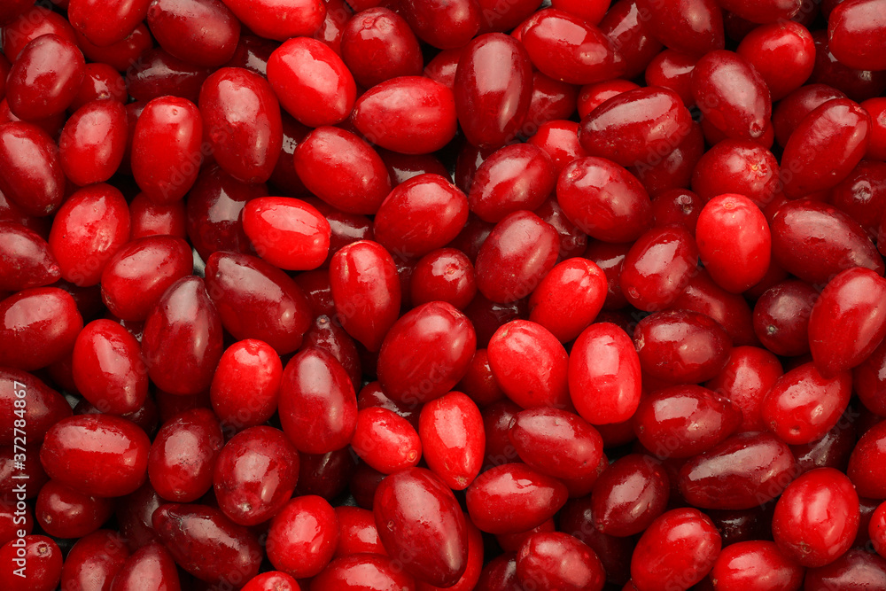 beautiful ripe pure red calibrated dogwood berries as background beautiful ripe pure red calibrated dogwood berries as background