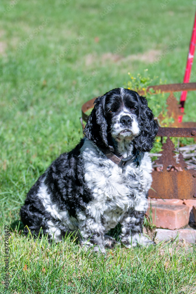 Fototapeta premium Cocker Spaniel 