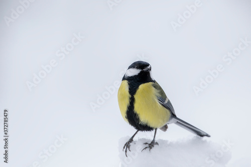 Colorful Great tit, Parus major standing in the snow © Kersti Lindström