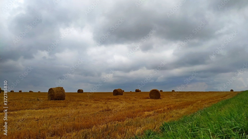 summer landscape. Mown rye under a cloudy sky