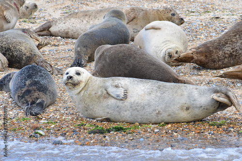Common seal recognised by its fine spot-patterned grey or brown fur rounded head with no ears visible v-shaped nostrils and long whiskers. It feeds at sea but hauls out on to rocky shores or sandbanks