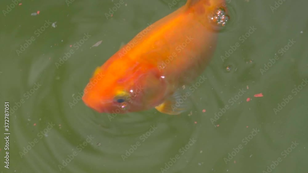 Macro shot of orange koi fish near edge of pond, open mouth above water in slow motion Macro shot of orange koi fish near edge of pond, open mouth above water in slow motion