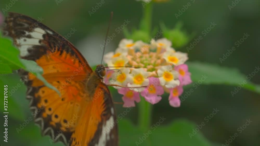 Macro view of monarch butterfly holding on blooming flower in botany forest Macro view of monarch butterfly holding on blooming flower in botany forest