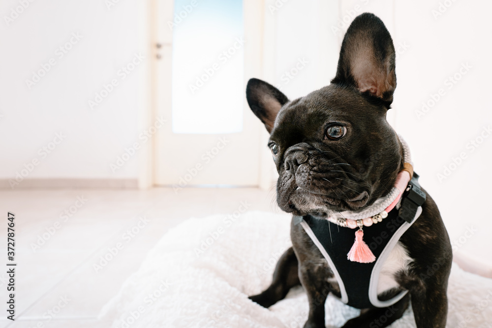 french bulldog portrait