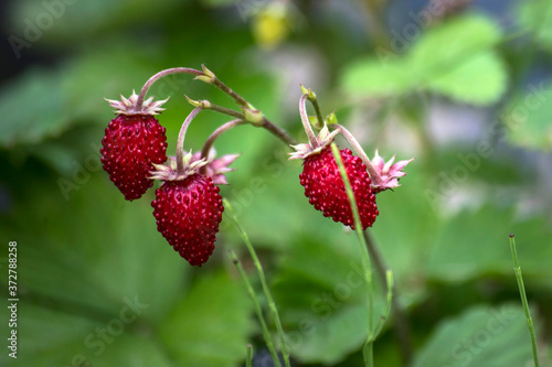 tasty wild strawberries in garden