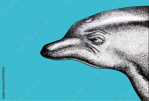 Delfín nariz de botella Perfil Ilustración