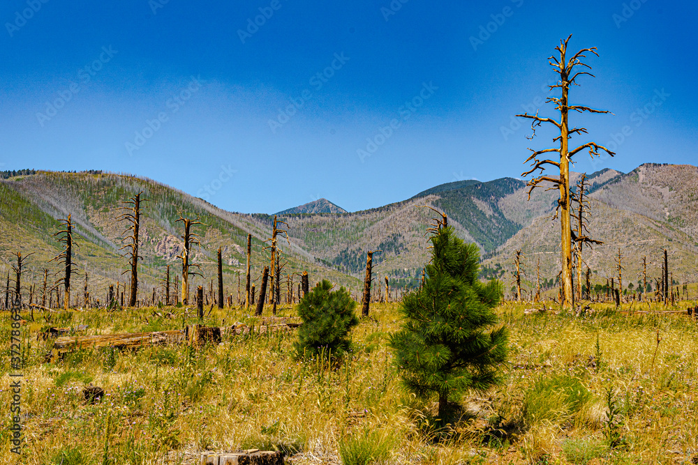 Naklejka premium A few years after the forest fire 