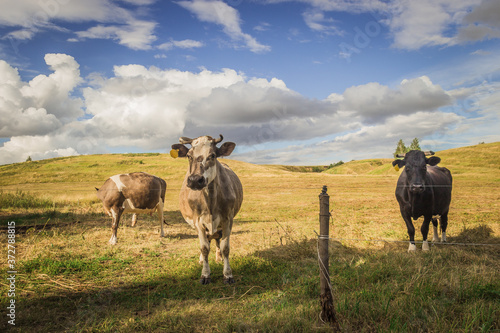 Fototapeta Naklejka Na Ścianę i Meble -  cows graze in the meadow of a Russian village