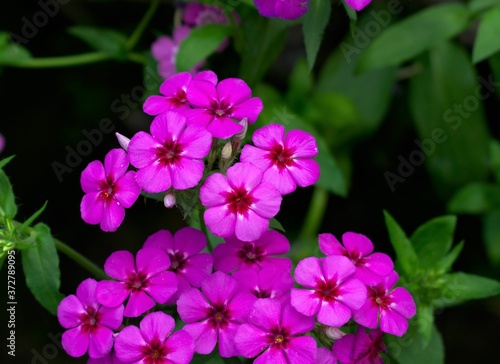 Amazing Purple or violet Flower garden wallpaper Landscape with copy space  © Subhra