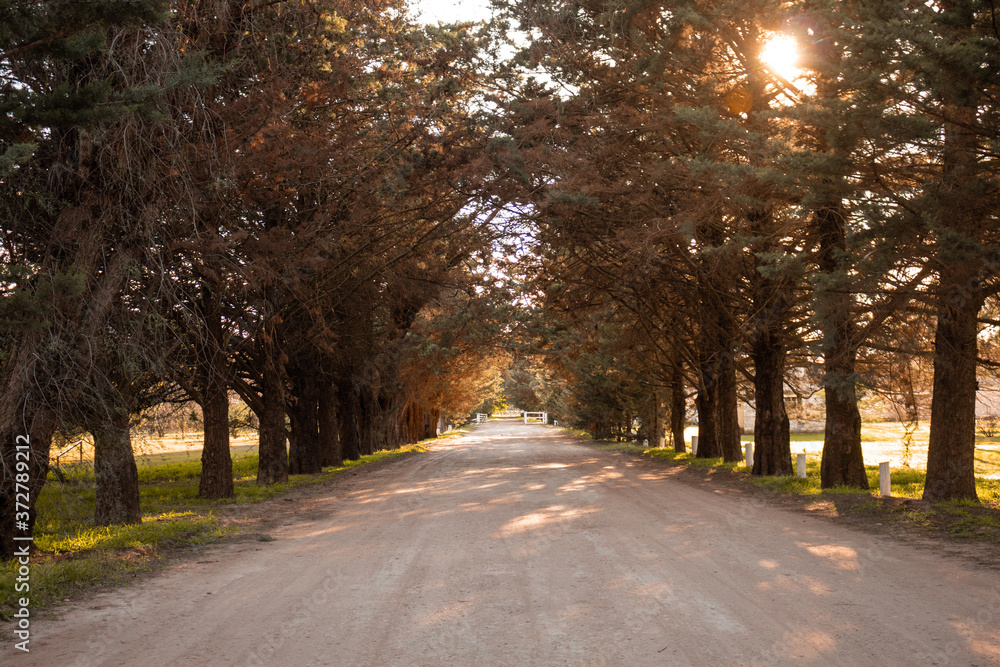 Road between trees in the beginning of autumn. Warm tones of fall with sun beams. Road between trees in the beginning of autumn. Warm tones of fall with sun beams.