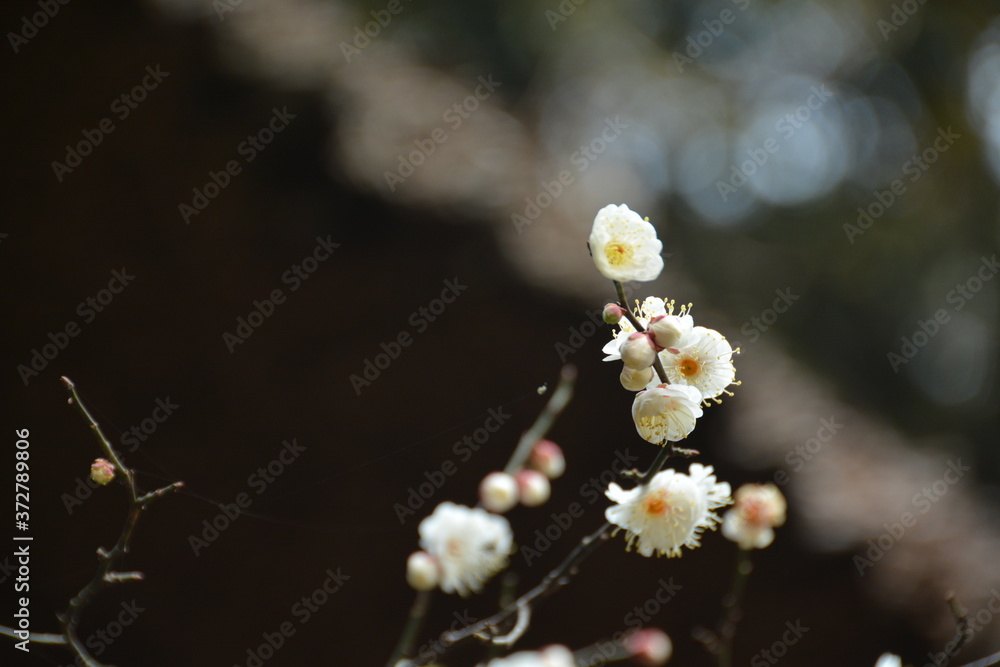 横浜　三渓園に咲く梅の花