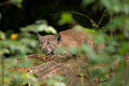 Eurasian lynx, hiding in the forest. Cute lynx living in the wood. Small lynx check surroundings. Rare predator in European nature