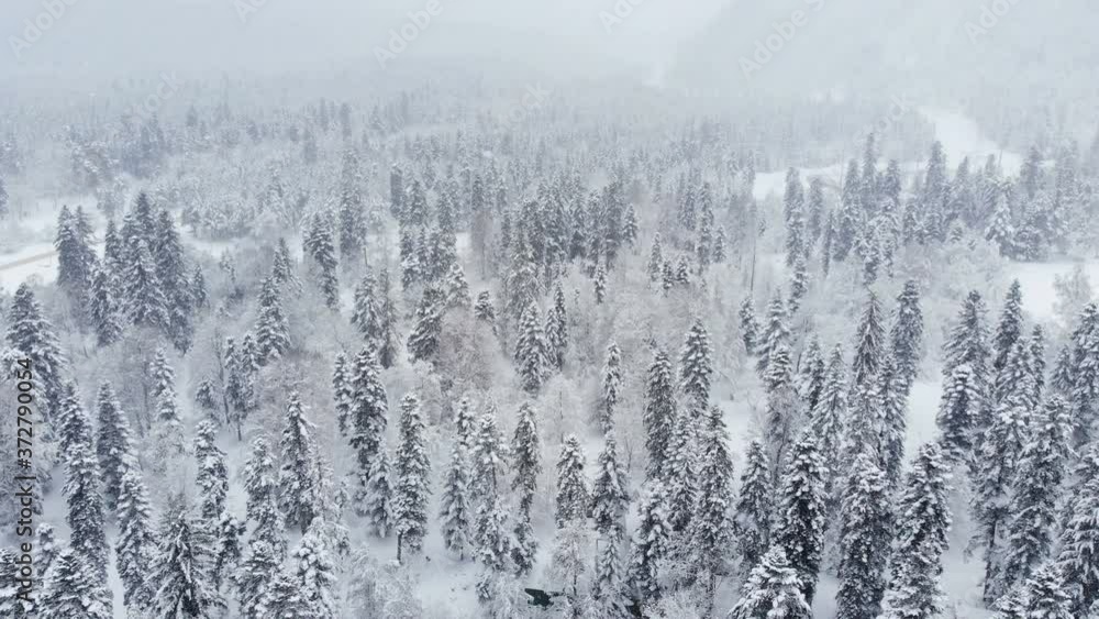 Aerial view of a snowy winter forest during a snowfall coniferous mountain forests. Winter background with forward parallax effect and real snowfall Aerial view of a snowy winter forest during a snowfall coniferous mountain forests. Winter background with forward parallax effect and real snowfall