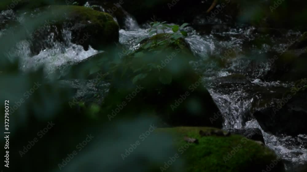 water flowing in the forest water flowing in the forest