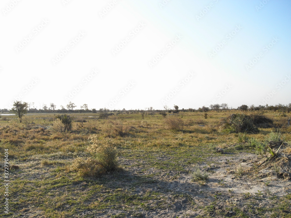 Grasslands of Okavango Delta in Botswana, Africa