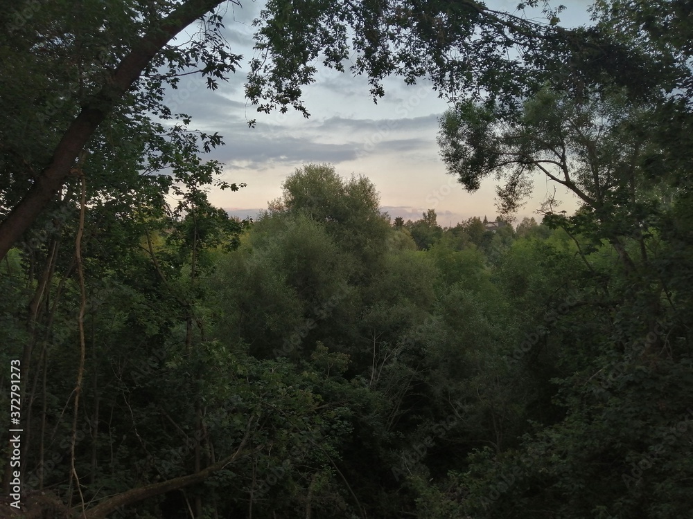 sunset in the forest, view from the hill