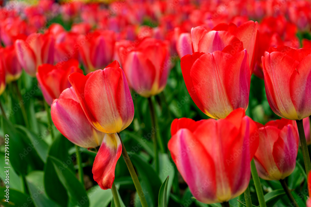 red and yellow tulips