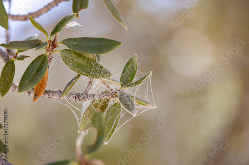 Close up shot of some leaves with spiderweb on top