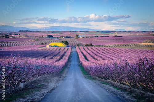 Field with rows of peach trees with branches full of delicate pink flowers, Aitona, Spain.