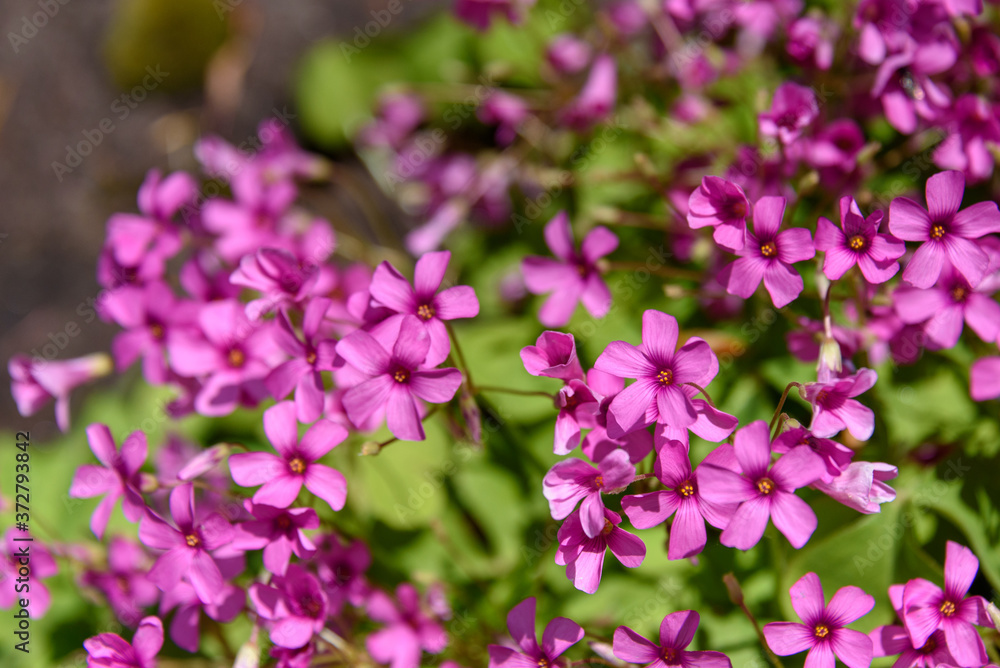 Closeup of Oxalis with pink blooms in a garden
