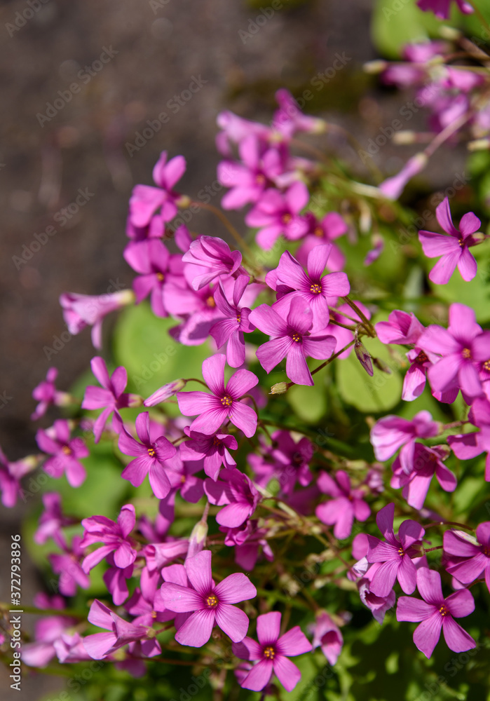 Closeup of Oxalis with pink blooms in a garden
Closeup of Oxalis with pink blooms in a garden