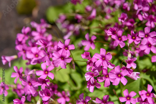 Closeup of Oxalis with pink blooms in a garden  © knelson20