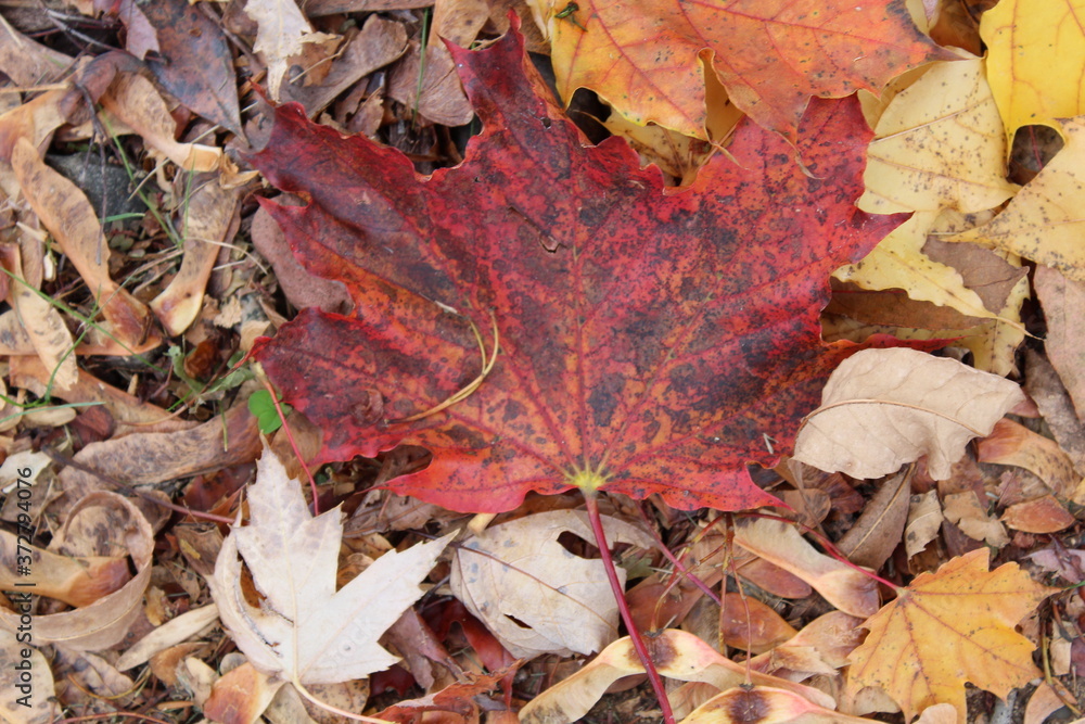 Gorgeous maroon colored fall leaf with black spots laying on top of several other leaves