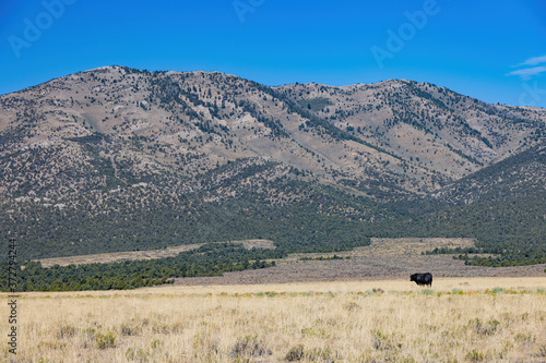 Sunny view of a black cow walking around in the Ward Charcoal Ovens State Historic Park