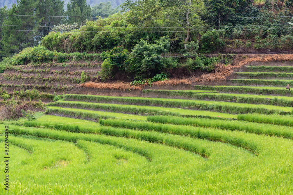 rice fields between lake Toba and Sipirok rice fields between lake Toba and Sipirok