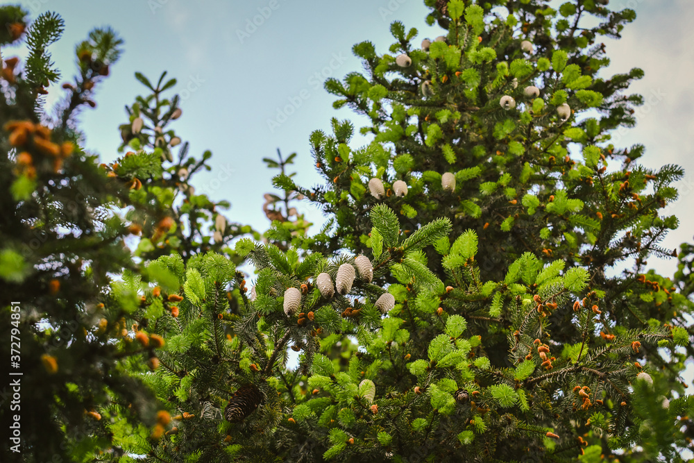 Picea, long cones hang on the green branches of Norway spruce. View from the ground to the branches of the tree. Picea, long cones hang on the green branches of Norway spruce. View from the ground to the branches of the tree.