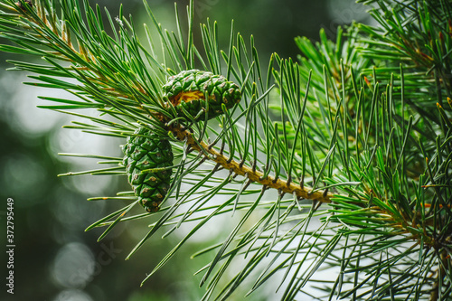 Fotografi Pinus sylvestris, green cones on Scots pine branch