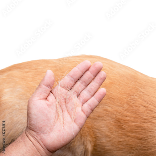 Dog has been losing fur concept. Hand holding fur or dog hair on a dog body
