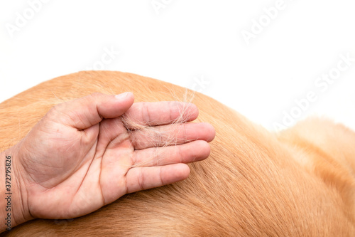 Dog has been losing fur concept. Hand holding fur or dog hair on a dog body
