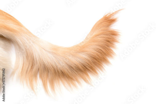 Brown dog tail (Golden Retriever) isolated on white background. Top view with copy space for text or design photo