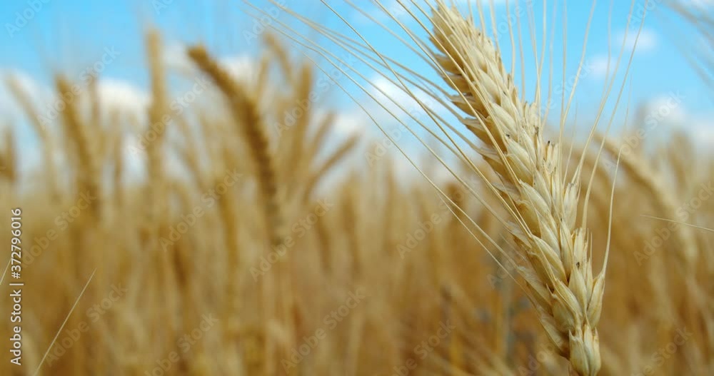 Beautiful gold wheat spike trembling in the wind, colorful footage, 4k Beautiful gold wheat spike trembling in the wind, colorful footage, 4k