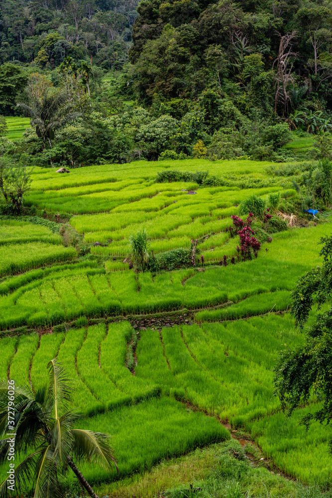 rice fields between lake Toba and Sipirok rice fields between lake Toba and Sipirok