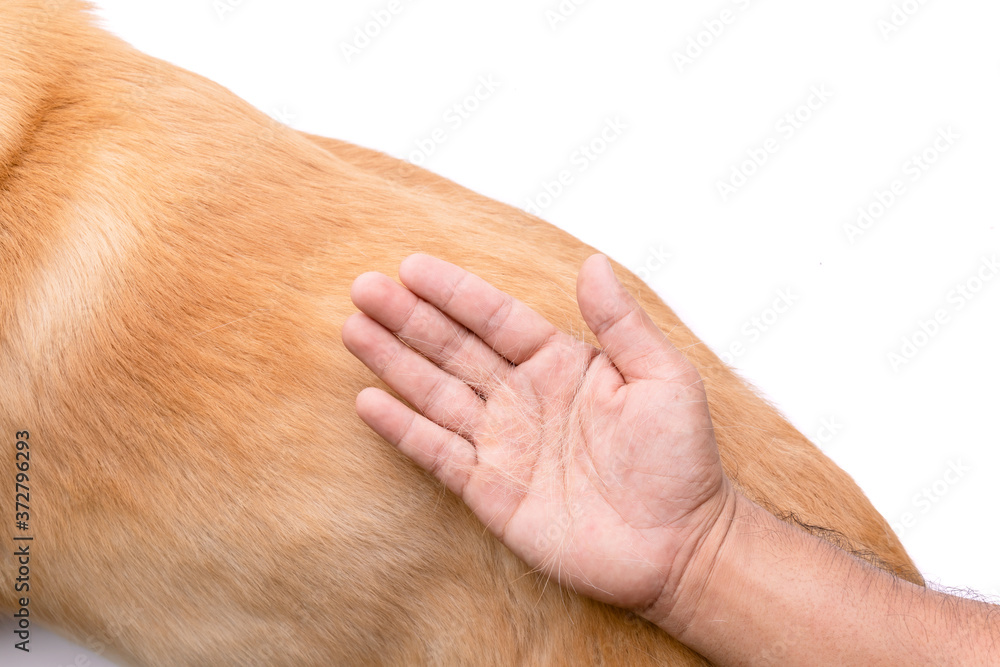 Dog has been losing fur concept. Hand holding fur or dog hair on a dog body Dog has been losing fur concept. Hand holding fur or dog hair on a dog body