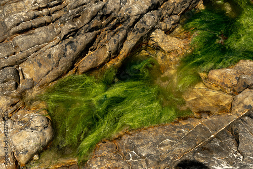 Algae between the rocks.