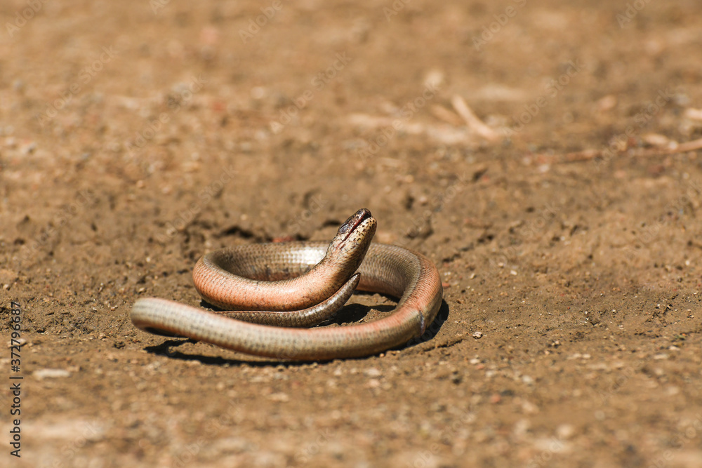 Anguis fragilis, Slow worm basking on a sandy surface in a natural environment. Anguis fragilis, Slow worm basking on a sandy surface in a natural environment.