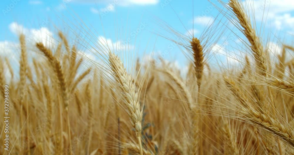 Gold wheat in the field during harvesting season, blue sky, 4k Gold wheat in the field during harvesting season, blue sky, 4k