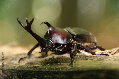 カブトムシ（昆虫） © tk2001